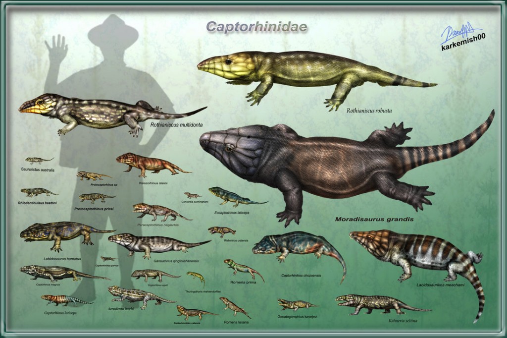 captorhinidae
