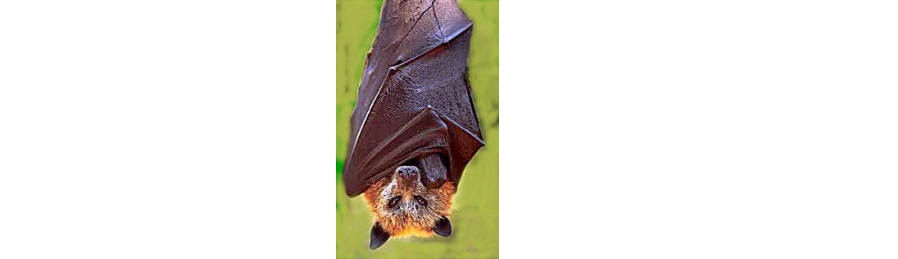 Pipistrello