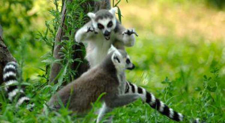 Lemuri del Madagascar – Comportamenti sociologici