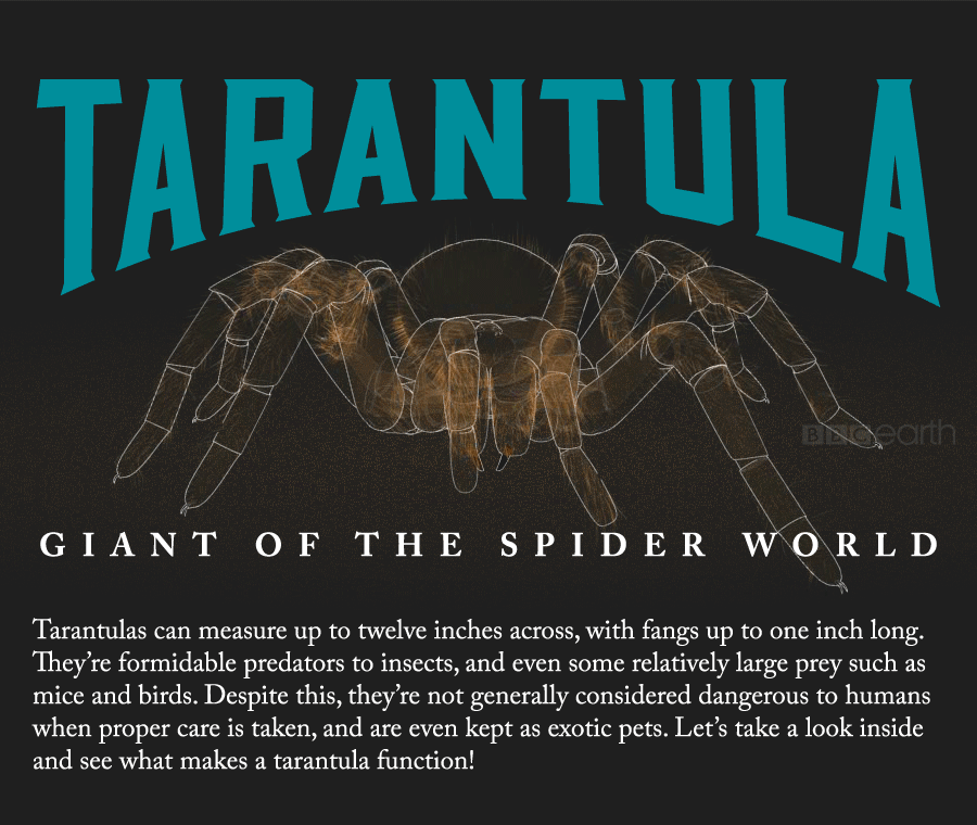 La tarantola