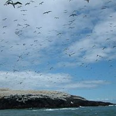 Grassholm_Island_-_geograph.org.uk_-_174366